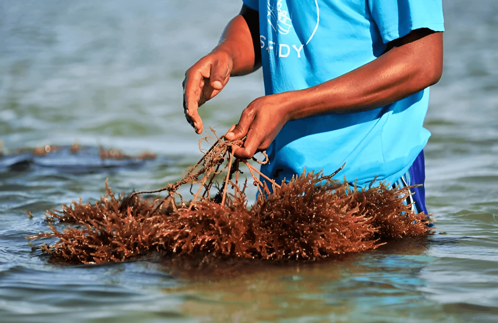 Seaweed harvested near Devon, UK