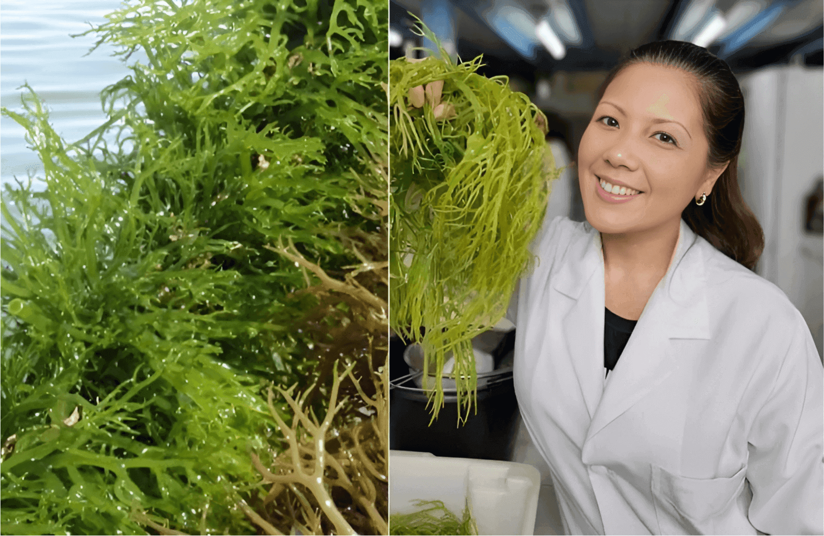 Sex therapist Dr Rachel Harper presenting seaweed used in the natural formula